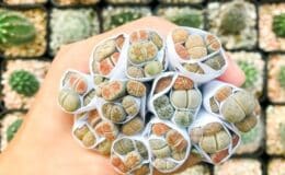 Como plantar Lithops