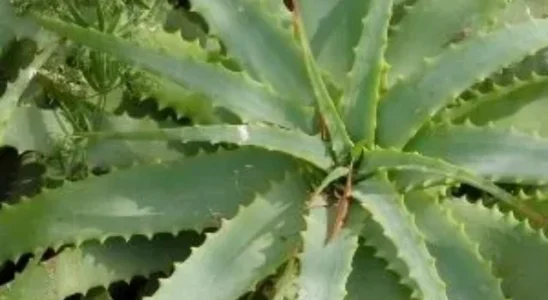 cropped-Aloe-vera.webp