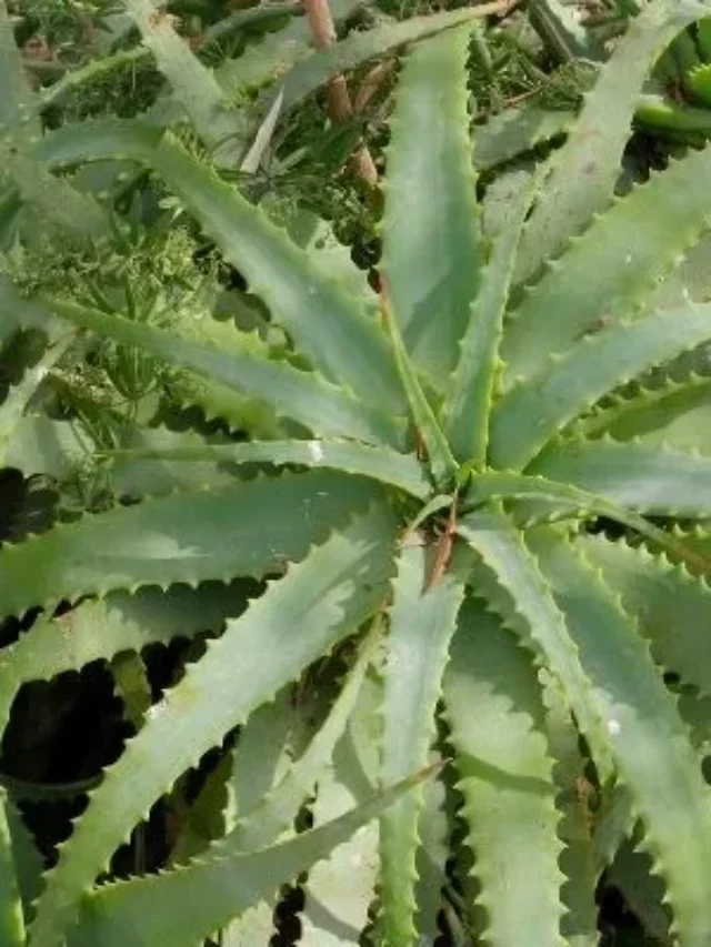 Aloe Vera: Saiba Como Reconhecer a Verdadeira