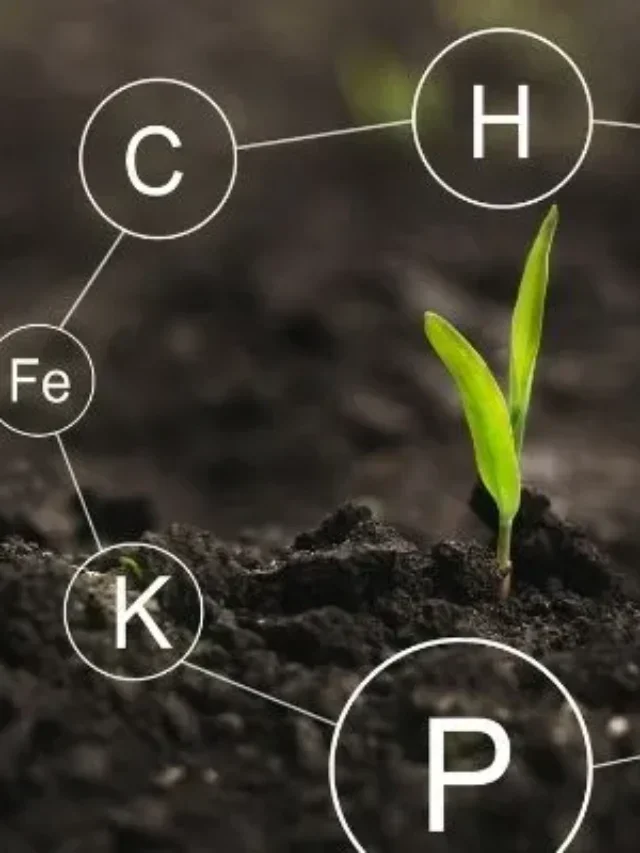 Macro e Micronutrientes: como eles agem nas plantas?