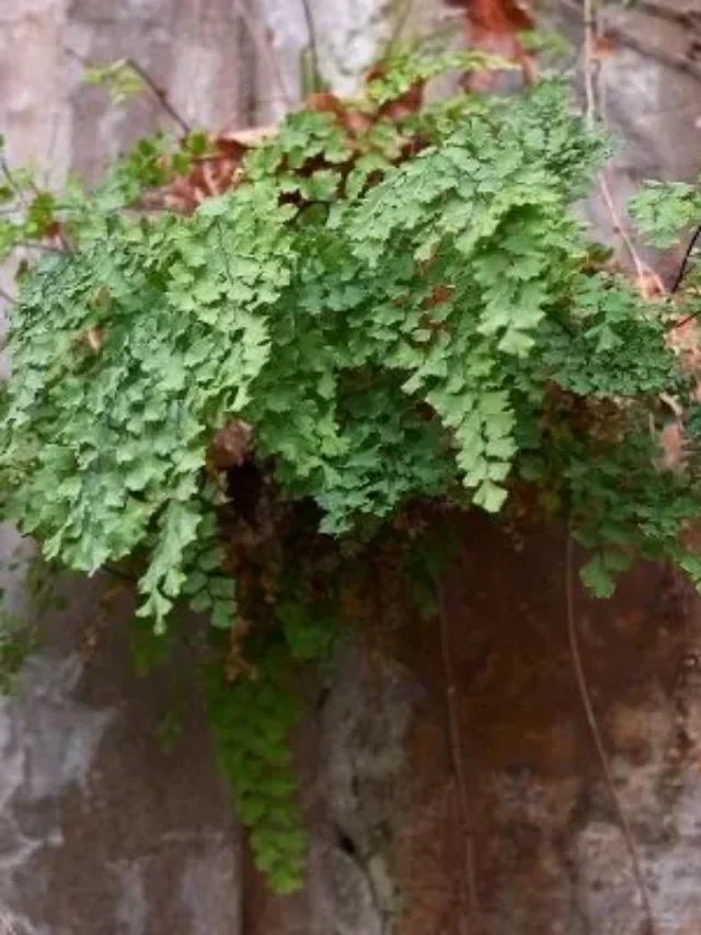 Conheça Algumas Das Melhores Plantas Para Ambientes Internos