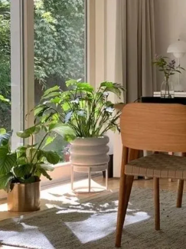 Como Decorar com Plantas a sua Casa: Dicas para Todos os Cantos