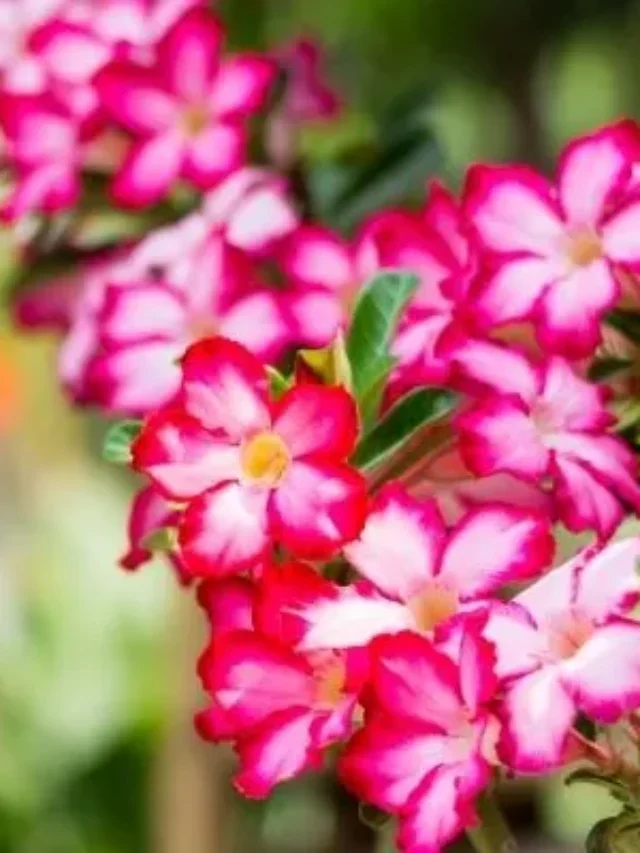 Flor Rosa do Deserto: Como Ter Muitas Flores