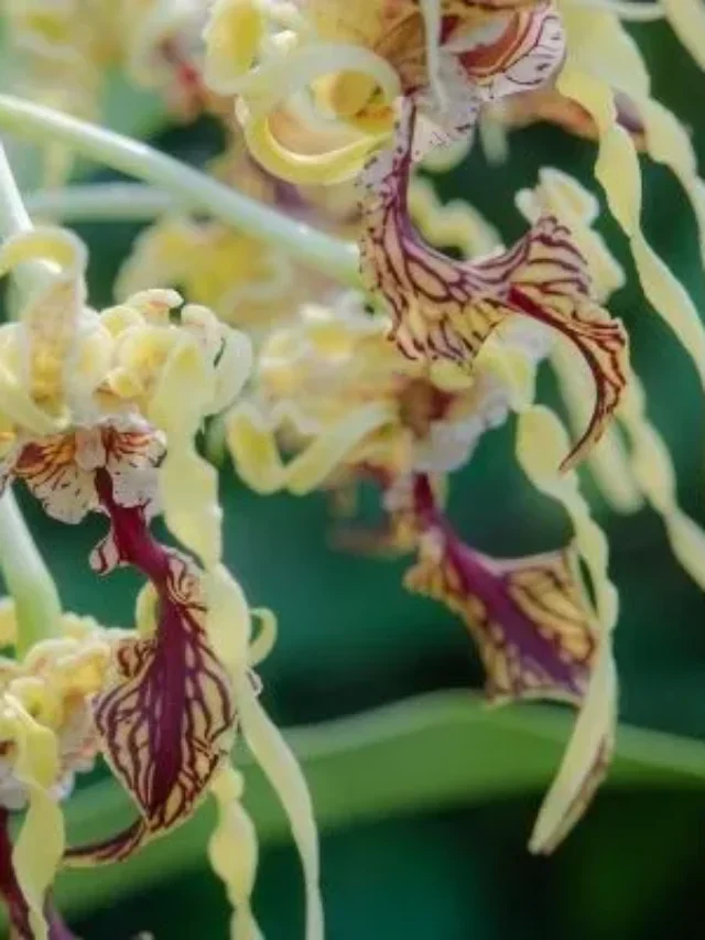 Minha Orquídea Está Morrendo: Conheça Os Sinais Que A Planta Revela