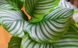 Calathea orbifolia