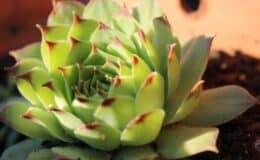 Suculenta Agavoides