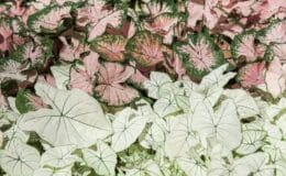 Caladium como cuidar