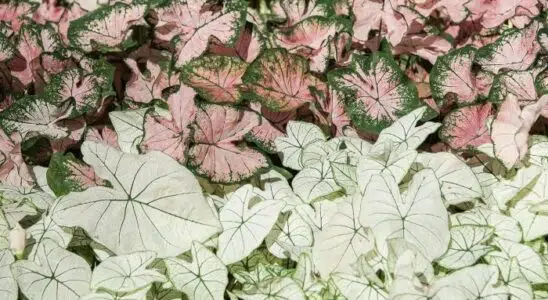 Caladium como cuidar