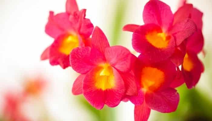 como cuidar das orquídeas cattleya