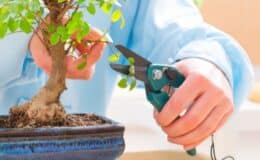 como cultivar bonsai