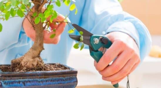 como cultivar bonsai