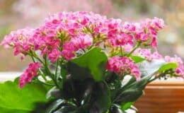 Como cultivar Kalanchoe