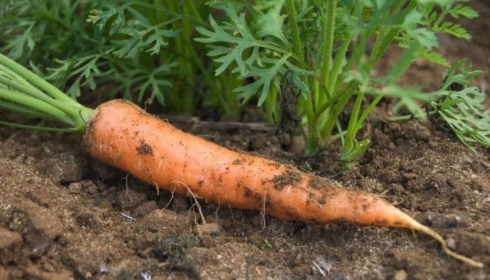 Como plantar cenoura em horta