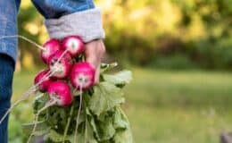 hortaliças para Jardineiros Iniciantes