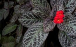 Plantas de forração para sombra Episcia cupreata