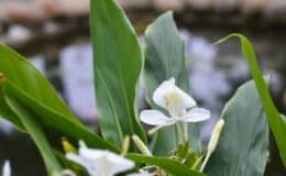 Plantas para beira de lagos