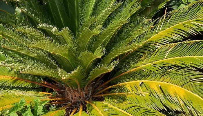 Plantas Tóxicas para gatos