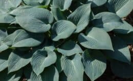 tipos de hosta