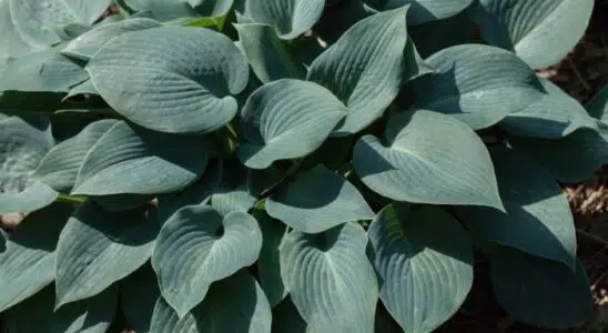 tipos de hosta