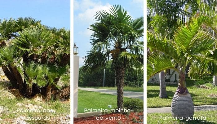 Tipos de palmeira para jardim 1