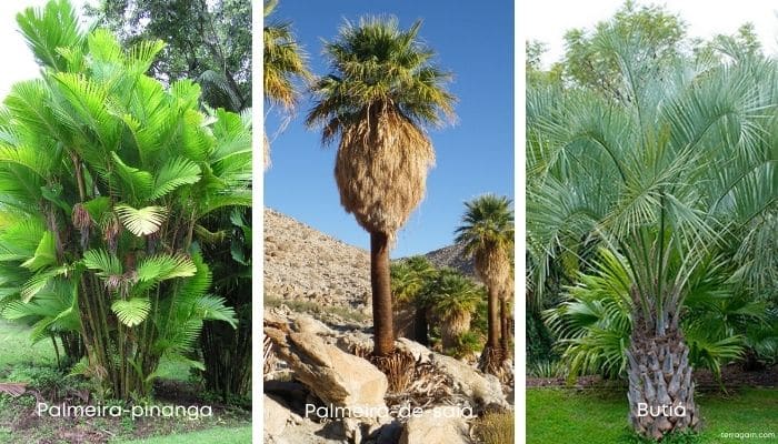 Tipos de palmeira para jardim 2