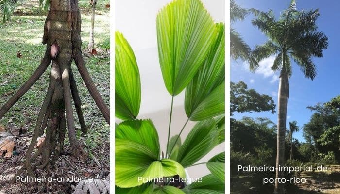 tipos de palmeira para jardim