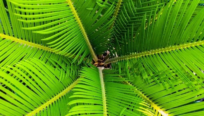 Tipos de palmeira para jardim