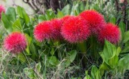 Flor estrela de natal como cuidar