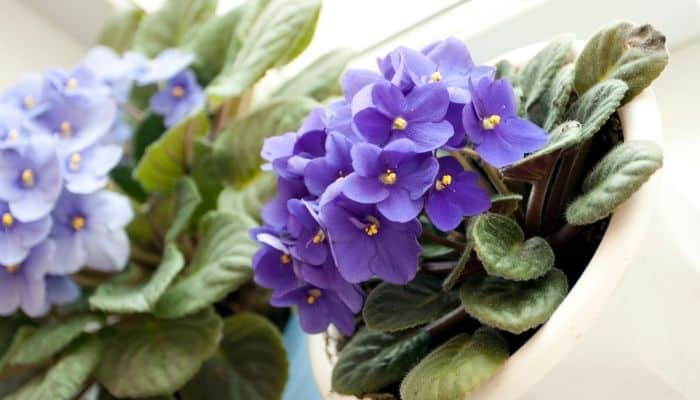 como cuidar de violetas no vaso