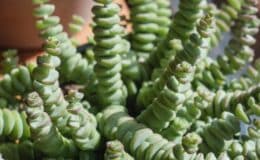 crassula perforata