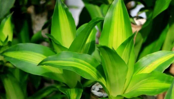 dracaena fragrans plantas para apartamento