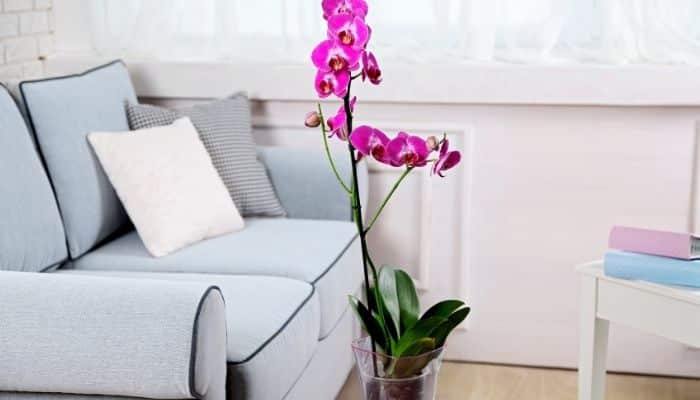 Orquídea Plantas para apartamento pequeno
