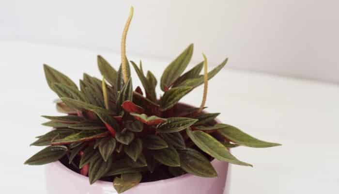 Peperomia plantas para apartamento pequeno