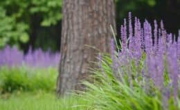 plantas que evitam erosão Liríope