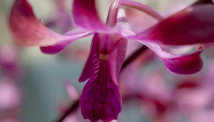 substrato para orquídeas