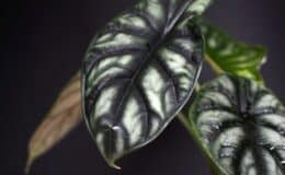 Alocasia cuprea