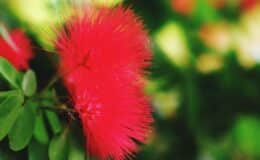 Flores vermelhas no jardim, Calliandra