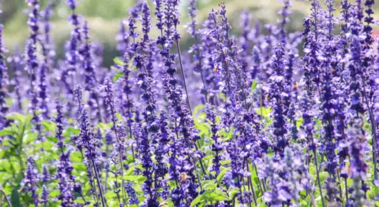 Como cultivar Sálvia