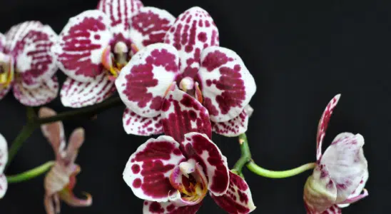 Como fazer a Orquídea florir