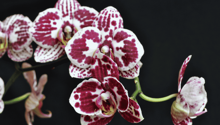 Como fazer a Orquídea florir