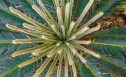 Cycas revoluta