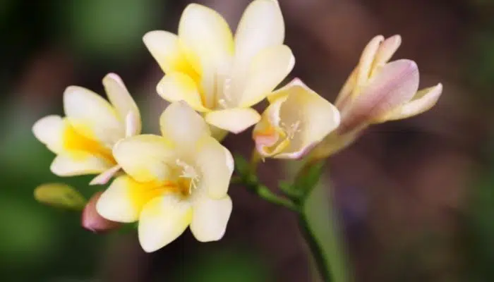 Flor Frésia