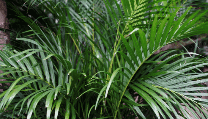 Plantas de Interior Palmeira Areca