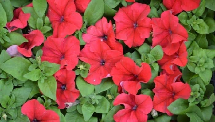 Flores vermelhas no jardim de Petúnias