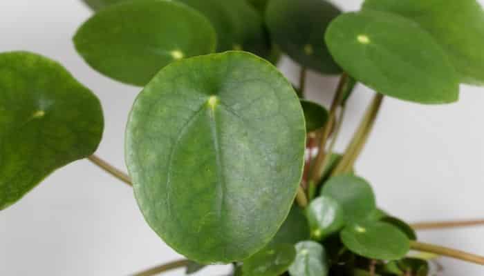 Plantas para sombra Planta-Chinesa-do-Dinheiro (Pilea peperomioides)