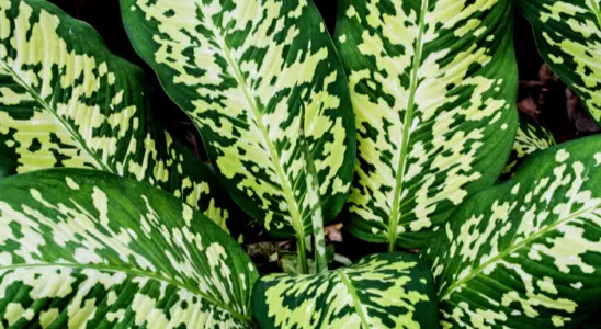 plantas de interior
