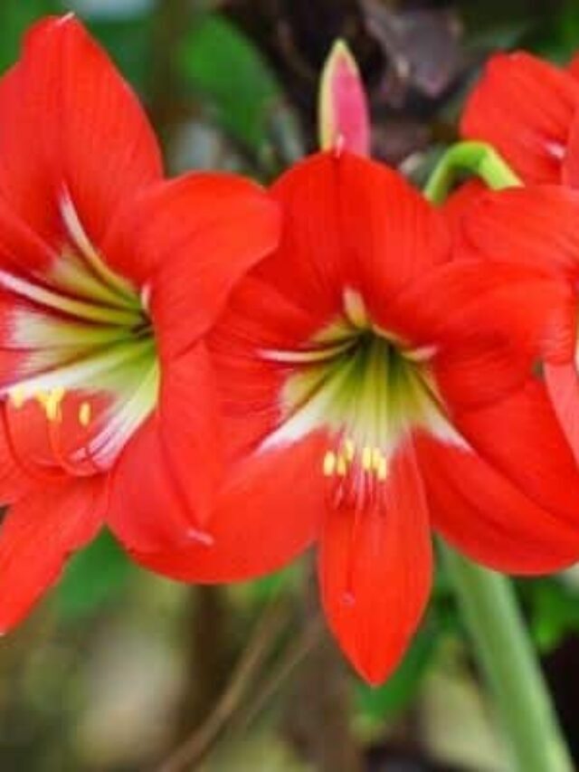 Planta Amarílis: Todos os Cuidados para um Flor Maravilhosa