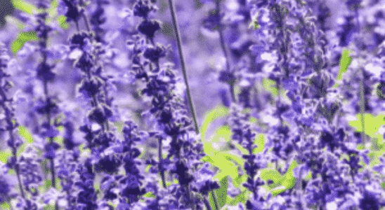 cropped-Como-cultivar-Salvia.png