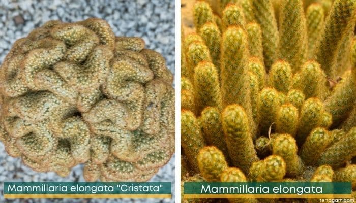 Cacto-cérebro ou Mammillaria elongata cristata