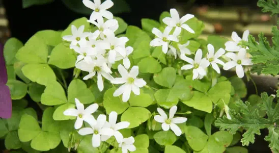 oxalis triangularis